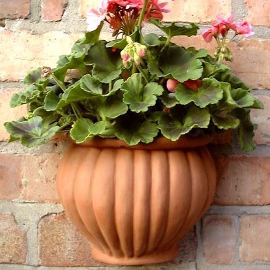 Malay Wallpot
